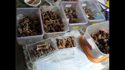 Crime Branch seizes dried organs of monitor lizards