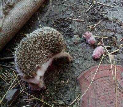 Exotic European hedgehog gives birth to four hoglets in Indore zoo | Indore News - Times of India Exotic European hedgehog gives birth to four hoglets in Indore zoo | Indore News - Times of India