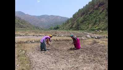 Uttarakhand farmers resist genetically modified tide with local seeds