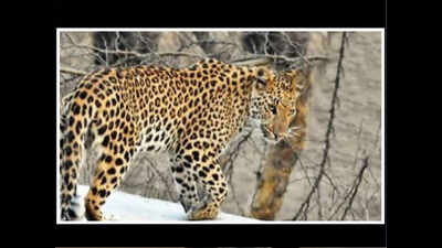 A first in world: Rajasthan to get leopard reserves | Jaipur News - The ...