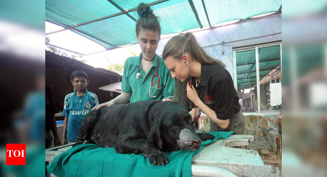 Dog leaps to save master, gets hit by his sword | Ahmedabad News ...