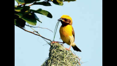 Nation-wide survey of baya birds to take off on June 4