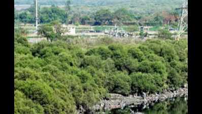 87 acres of mangroves to be cut for sewage plant