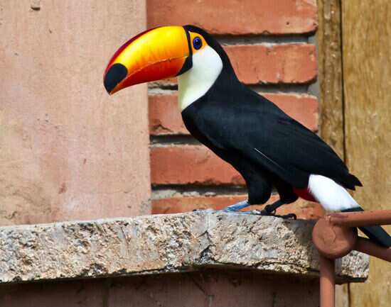 Monte Casino Bird Park