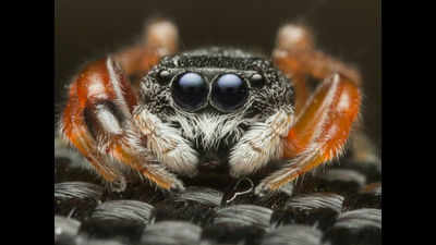 Jumping spider is back after 122 years in Mumbai