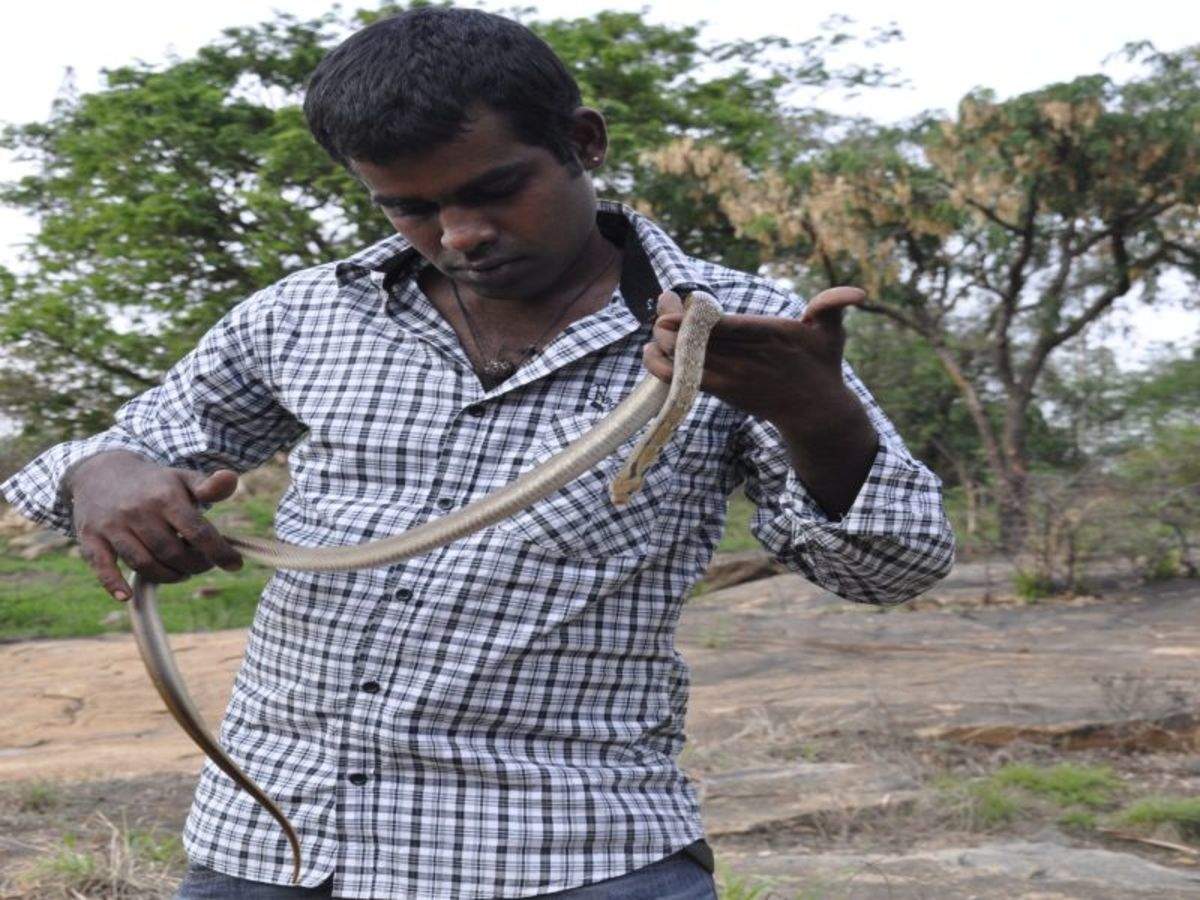 Venom Is That A Snake In My Backyard Bengaluru News Times Of India