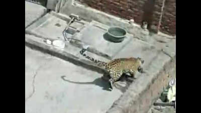 Leopard injures 4 in Alwar, tranquilised after 9 hours