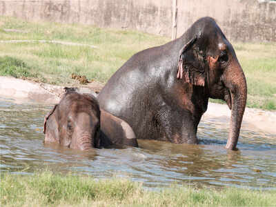 Bondla zoo without in-house vet for 6 months | Goa News - Times of India Bondla zoo without in-house vet for 6 months | Goa News - Times of India