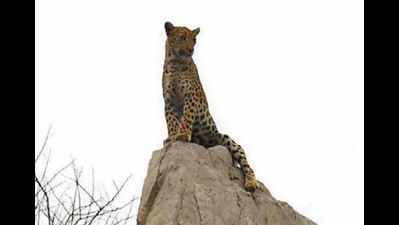 Leopard spotted sitting atop rock on Jaipur-Agra highway