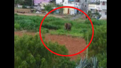 Coimbatore: Elephant strays into residential area, kills four