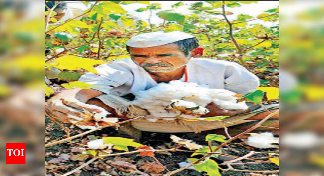 Punjab Gujarat cotton cheaper in Punjab as industry faces shortfall