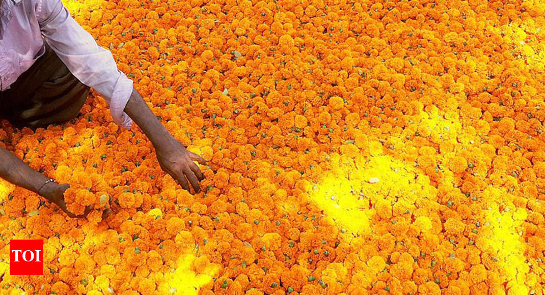 Marigold price rises to Rs 260 per kilo in Mumbai due to farmers