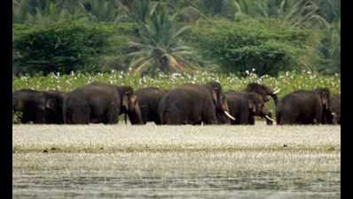 Elephant corridor in Hassan gets a push