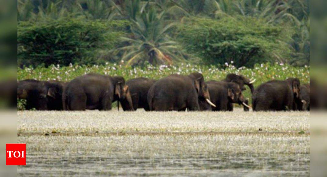 Elephant Corridor: Elephant corridor in Hassan gets a push | Bengaluru