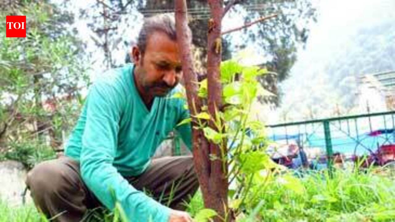 World Environment Day: Meet the ‘tree warriors’ who have been rooting ...