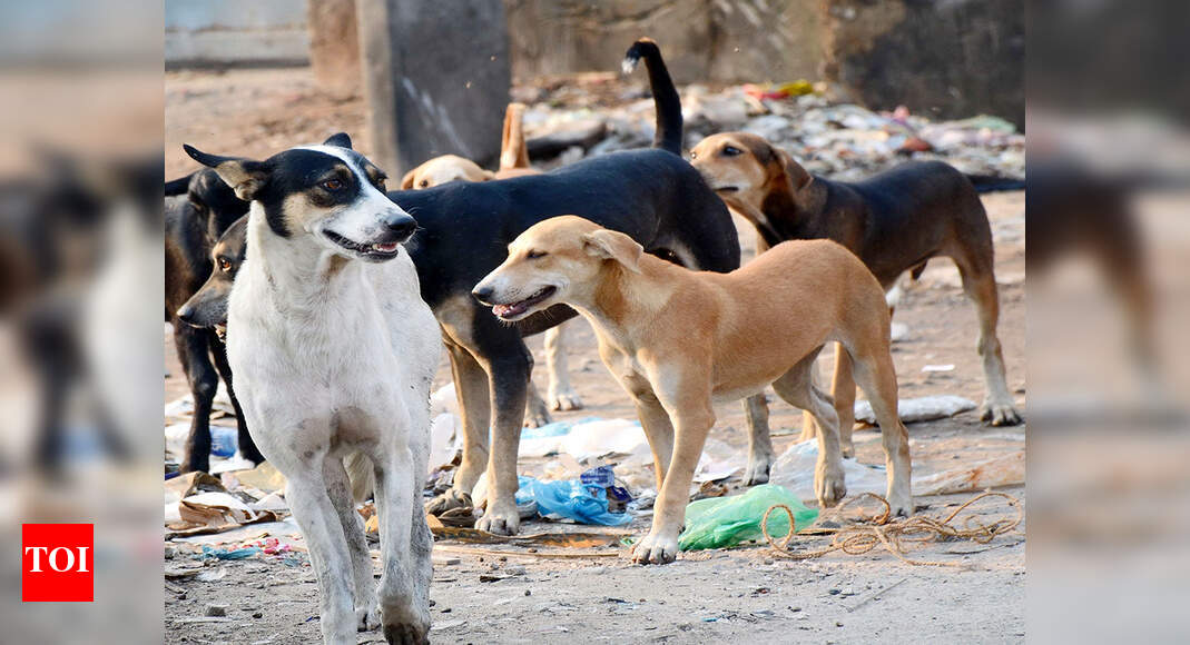 Stray dogs attack 8-year-old | Delhi News - Times of India