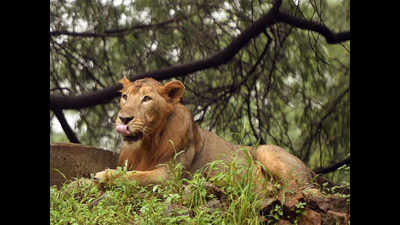 Union forest ministry clears Ambardi lion safari