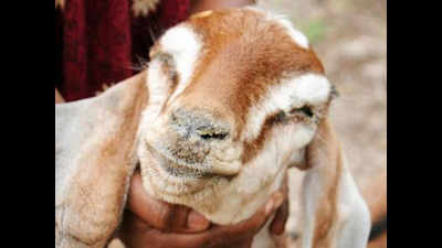 'Hungry' goat chews up owner's Rs 66,000