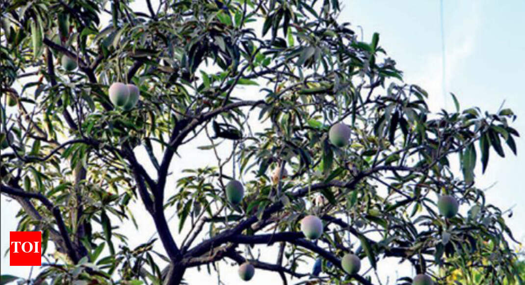 Gujarat South Gujarat produces 180 varieties of mangoes Surat News