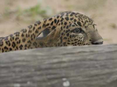 Leopard falls prey to mob fury in Banswara
