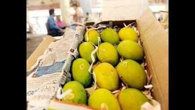 South Gujarat produces 180 varieties of mangoes