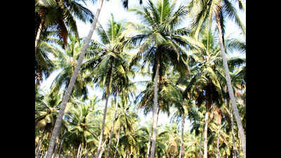Shortage of labourers puts coconut growers in a spot