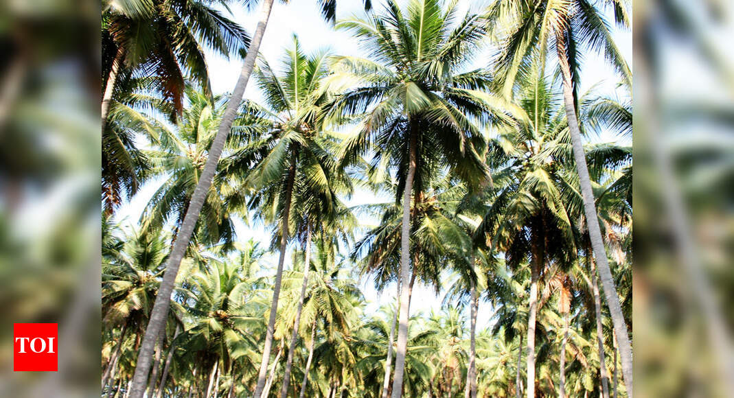 Shortage of labourers puts coconut growers in a spot Visakhapatnam