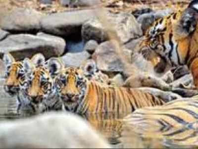 Tigress Katrina delivers 3rd litter in 3 years