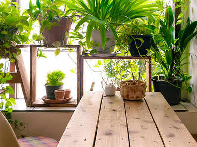 Purify your home with these houseplants