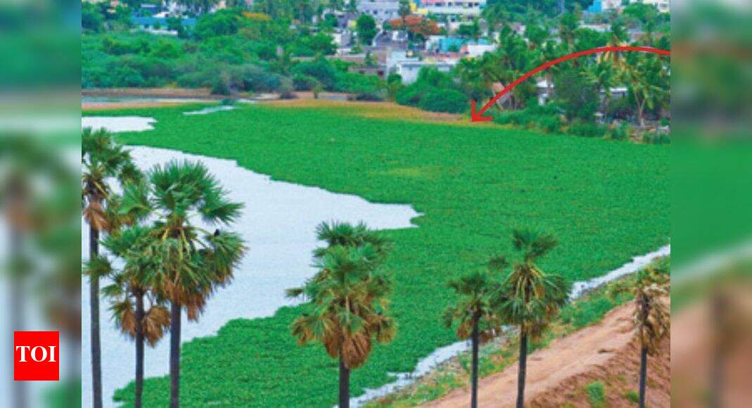 Zamin Pallavaram Lake of Pallavaram's water bodies gobbled