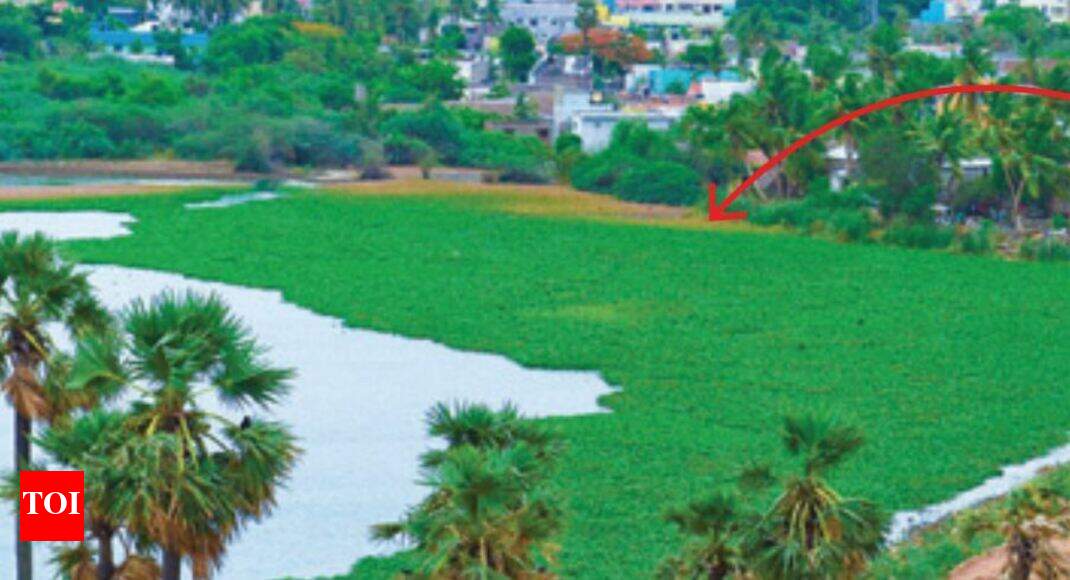 zamin pallavaram lake of Pallavaram's water bodies gobbled