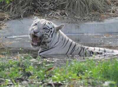 Kaif, a white tiger from Katraj zoo dies | Pune News - Times of India Kaif, a white tiger from Katraj zoo dies | Pune News - Times of India