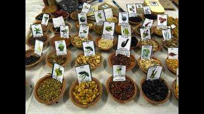 Chennai: Over 3,000 varieties of seeds on display at National Seed Diversity Festival