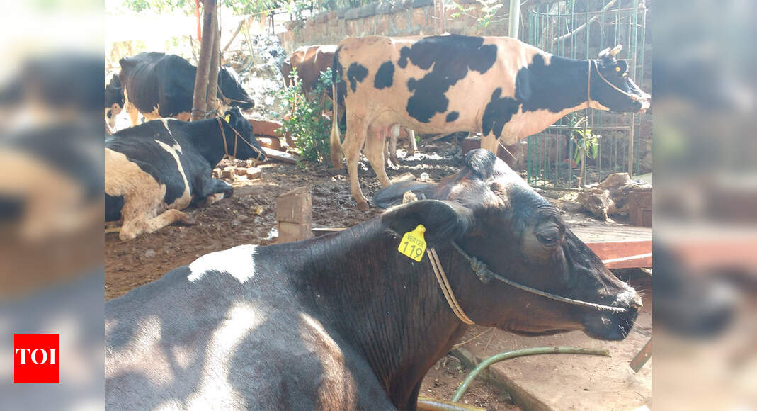 Man accused of sexually assaulting cow in Agra Agra News Times of India