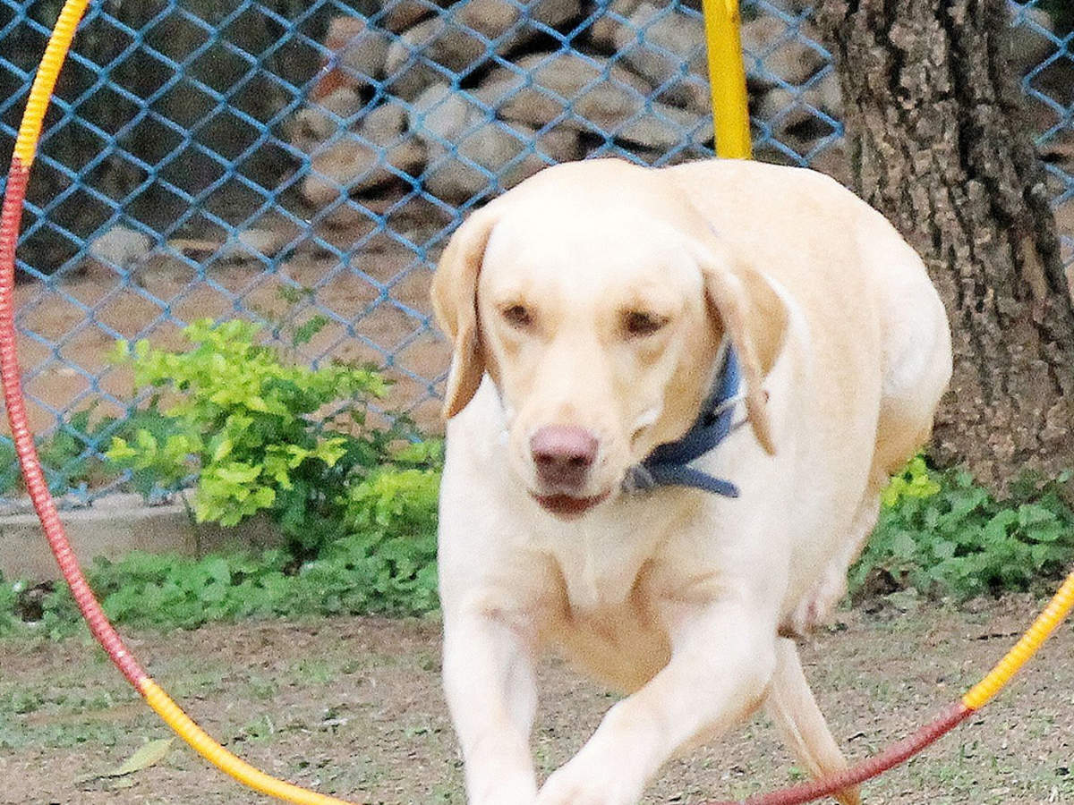 Dog Bite Kills 8 Animals 8 Animals Die In 10 Days After Being Bitten By Dogs Gurgaon News Times Of India