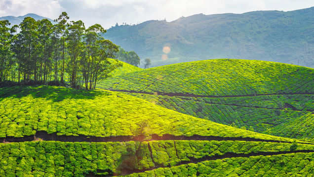 Munnar, Munnar - Times of India Travel