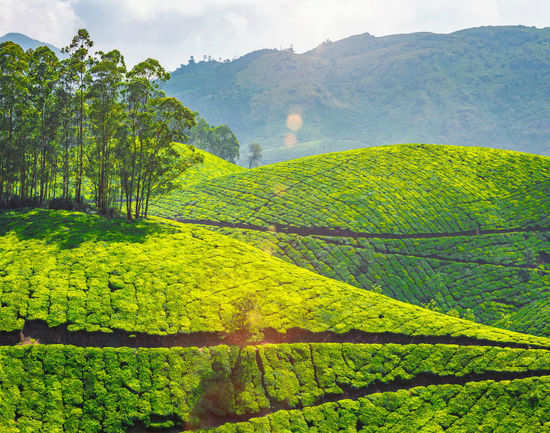 Coonoor: Get the Detail of Coonoor on Times of India Travel