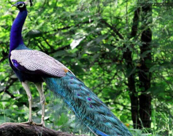 Madhav National Park