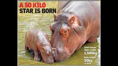 Hippo hurray! Zoo gets a bundle of joy
