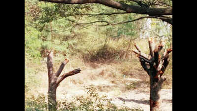 Aarey to lose 3,184 trees for car shed, admits Metro corp | Mumbai ...