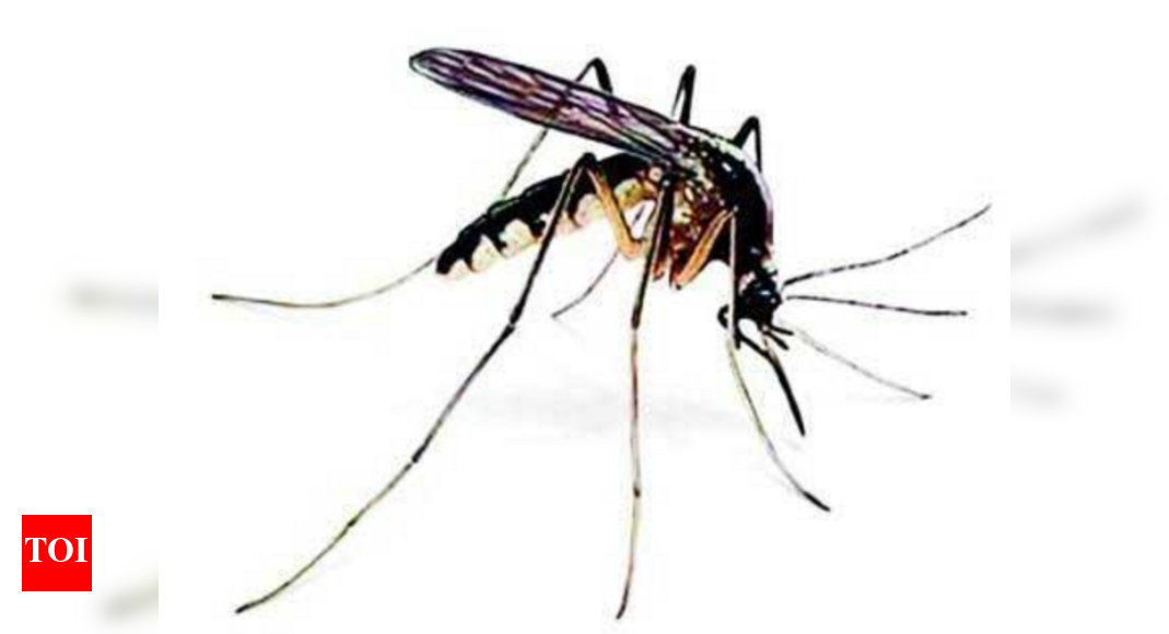 This Mexican plant can save you from killer mosquitoes - Times of India