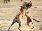 Dog Fights in Northern India