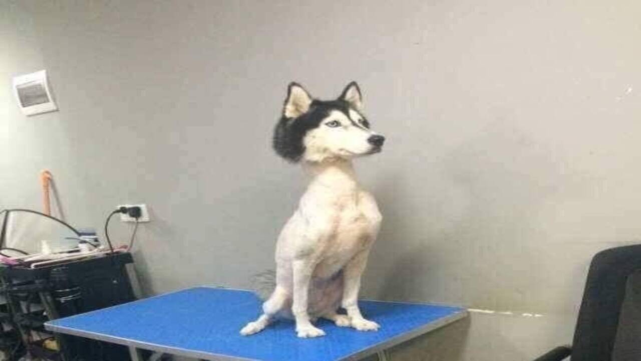 Shaved photo of a Siberian husky goes viral, sparks outrage - Times of India Shaved photo of a Siberian husky goes viral, sparks outrage - Times of India