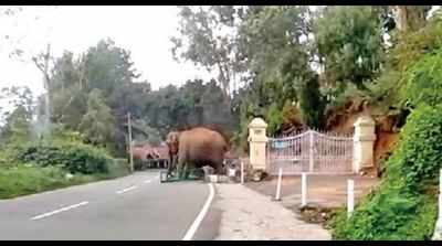 Elephant herd invades Coonoor town, foresters keep close eye