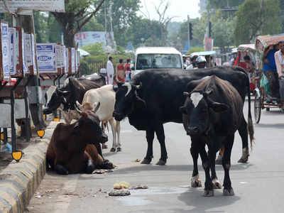 SC issues notice to Centre on order banning cattle trade for slaughter