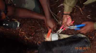 PVC tube removed from Indian gaur’s forelimb