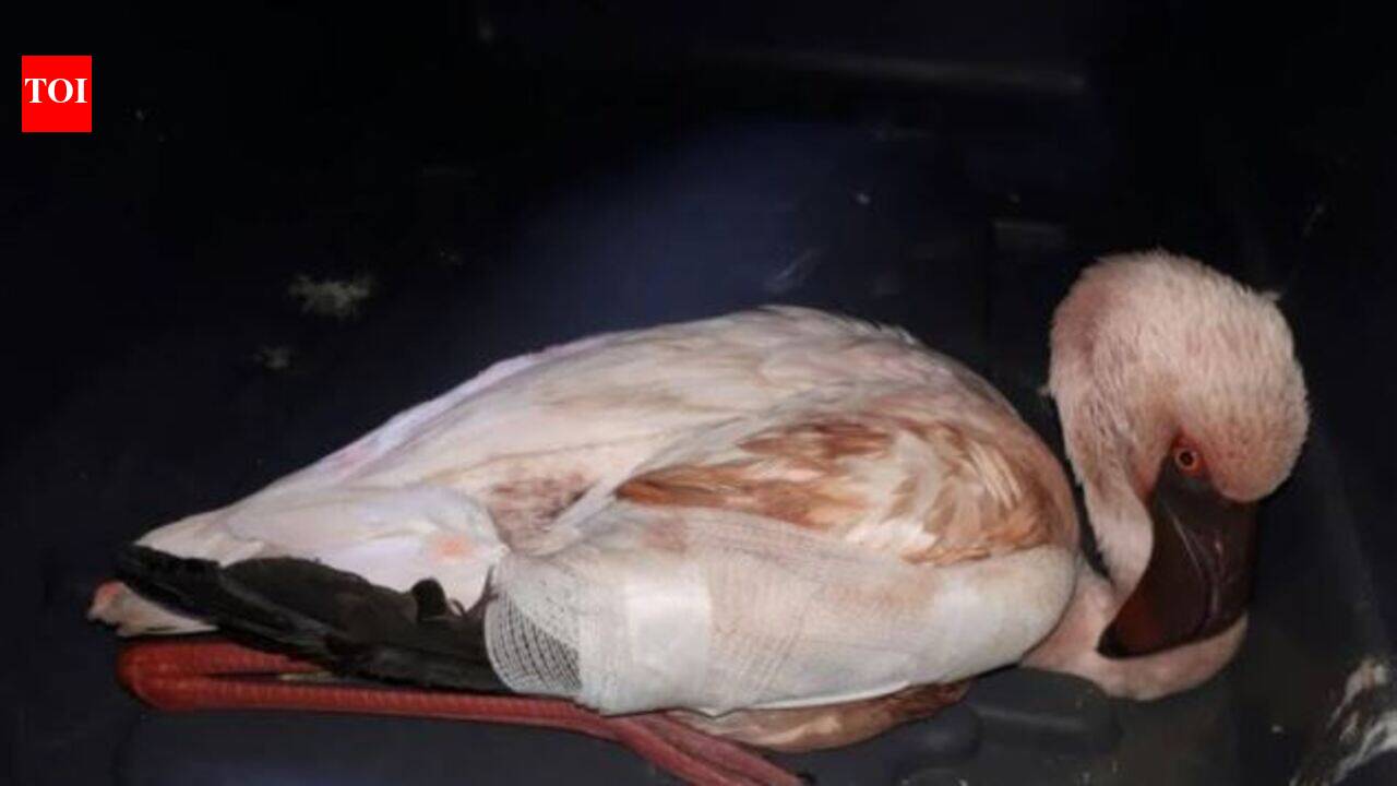 Wildlife Welfare: Mumbai: Injured flamingo rescued, pellet wound in one ...