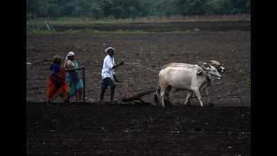 Vidarbha farmers avoiding tur, betting on cotton