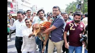 Congress members carry calf to RMC meeting