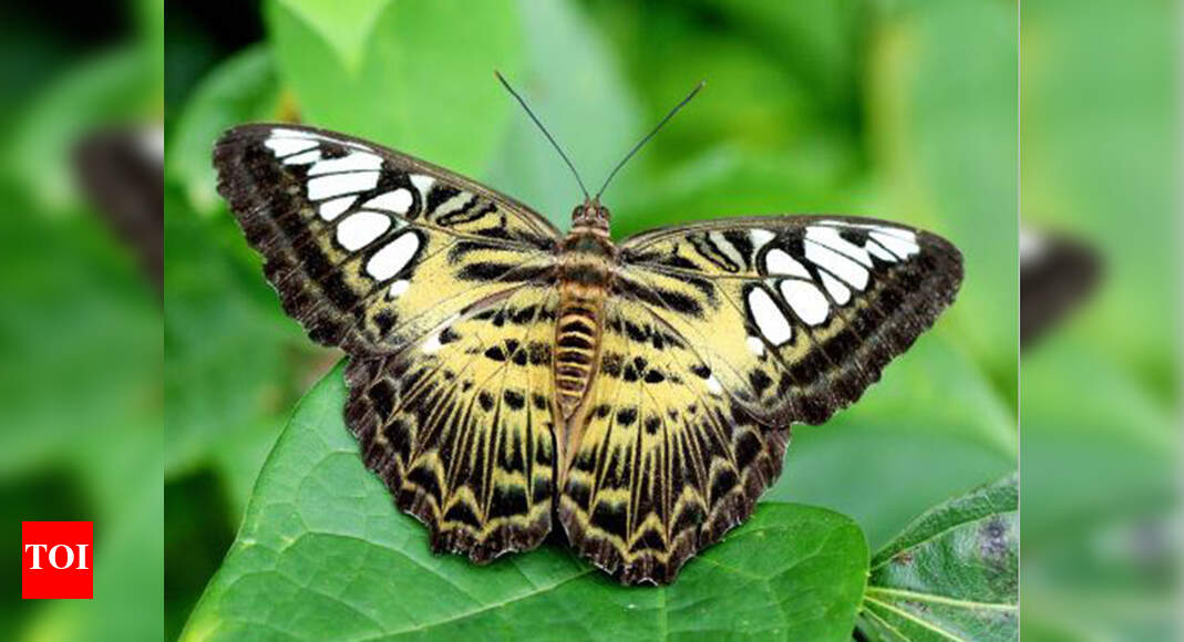3 societies start butterfly gardens to conserve winged beauties Thane
